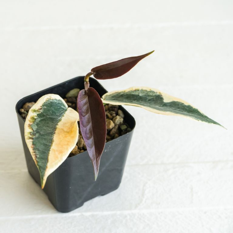 Potted vine with cream-edged leaves and two dark reddish new leaves.