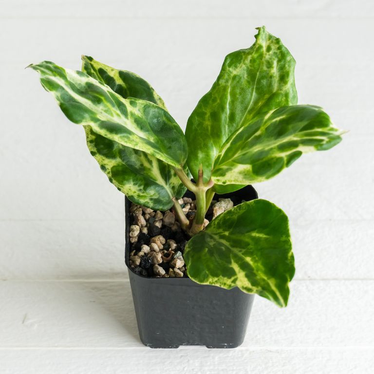 Broad green Hoya leaves with irregular pale yellow-green patterns in a black pot.