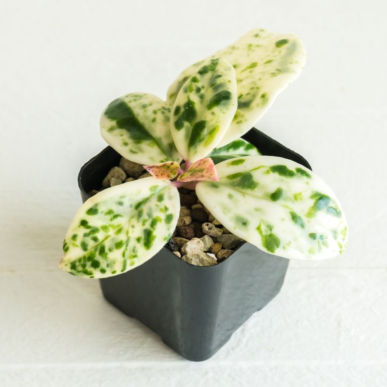 Potted plant with cream leaves flecked green and small pink new leaves.