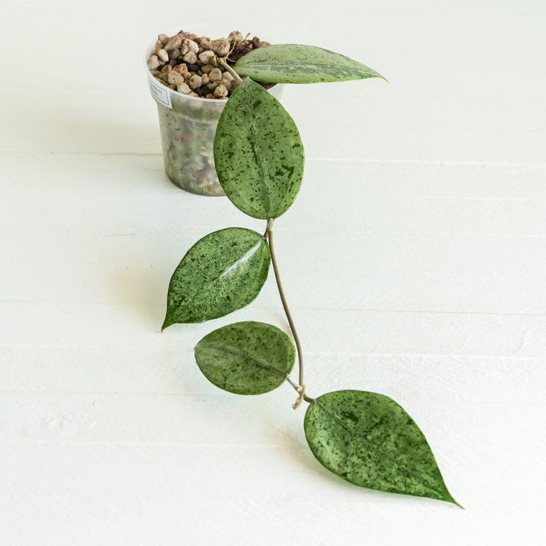 Trailing vine with oval silver and green mottled leaves in a small pot.