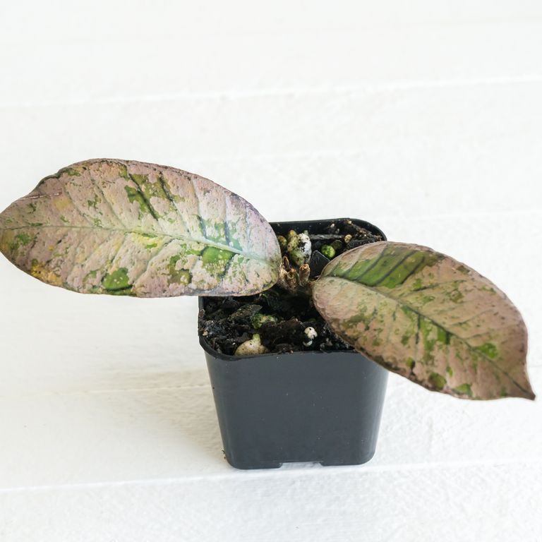Two broad Hoya leaves with pink, silver and green mottling in a small black pot.