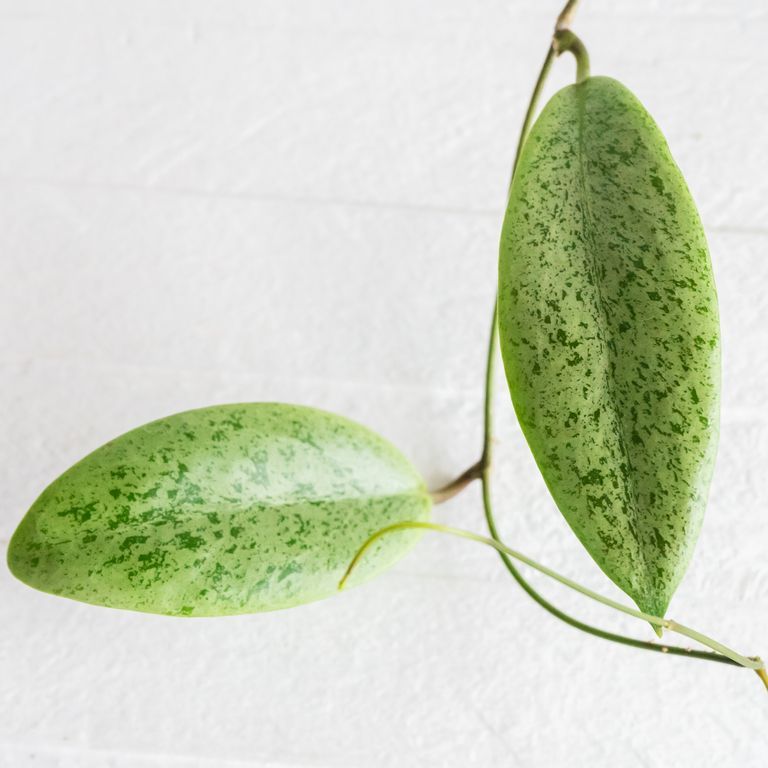 Two elongated Hoya leaves with pale silver and green mottling.