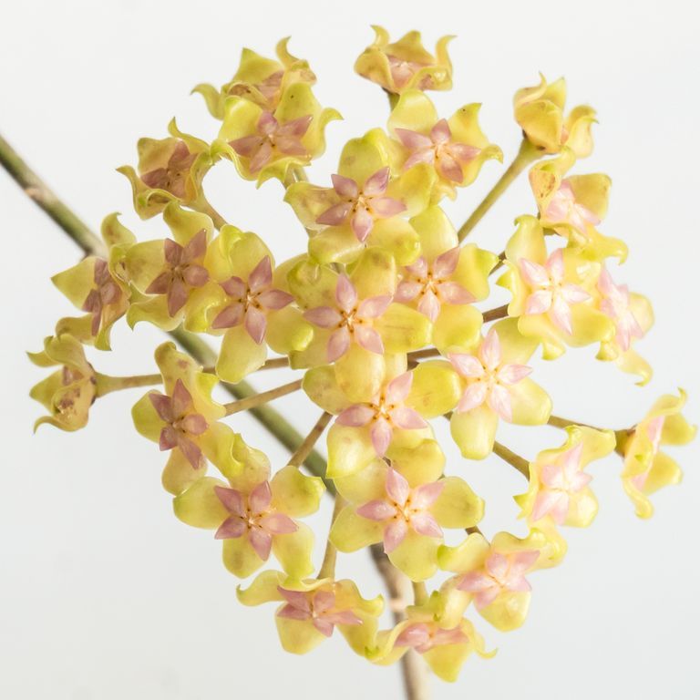 Spray of small yellow Hoya flowers with pale pink centers.