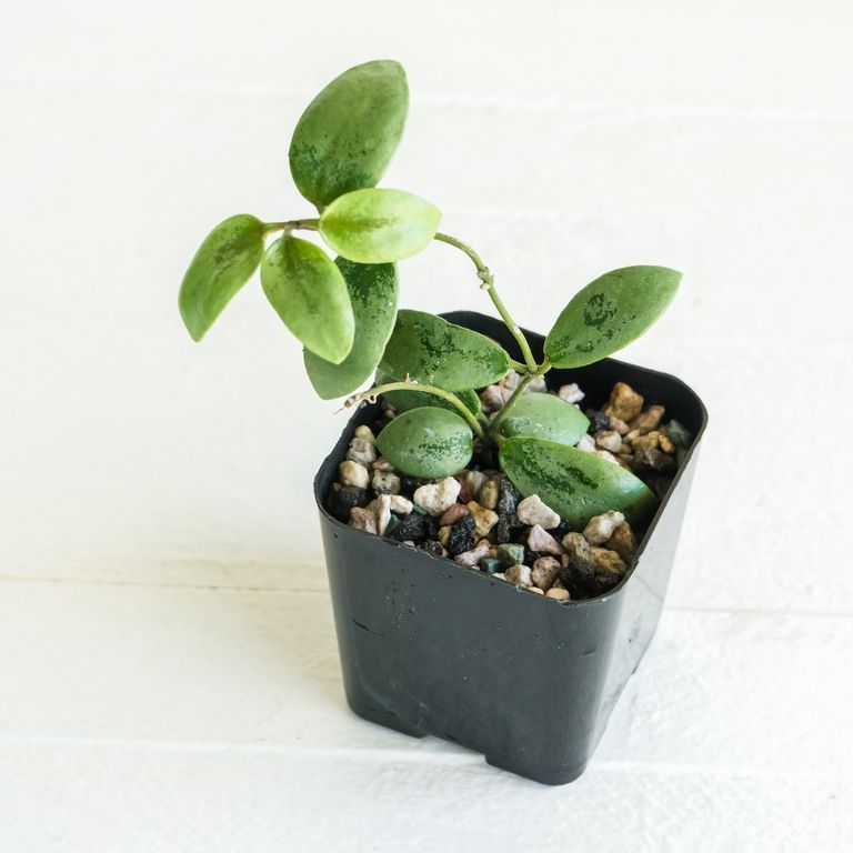 Small rounded green Hoya leaves with silvery mottling in a black nursery pot.