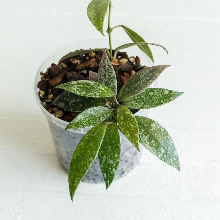 Hoya lacunosa — Laos Full Splash