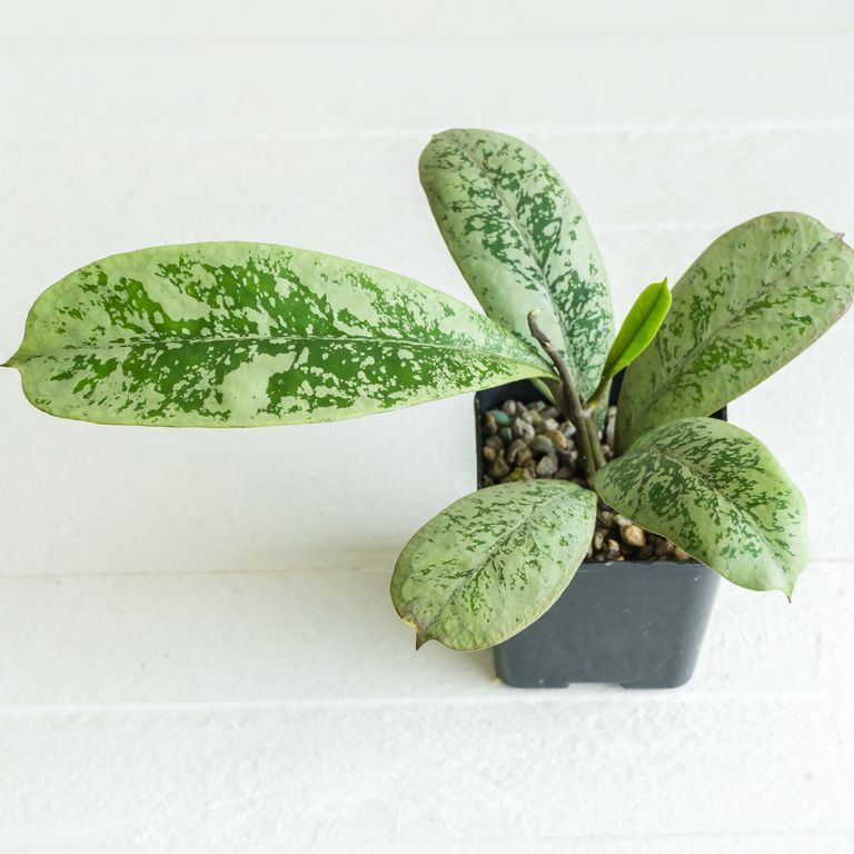 Several oval Hoya leaves with pale silver and green markings in a black pot.
