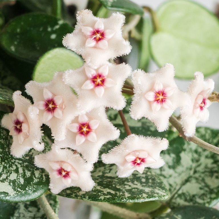 Cluster of fuzzy white Hoya flowers with red and pink centers above green leaves.