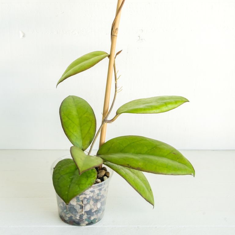 Potted vine with elongated green leaves on a slender support.