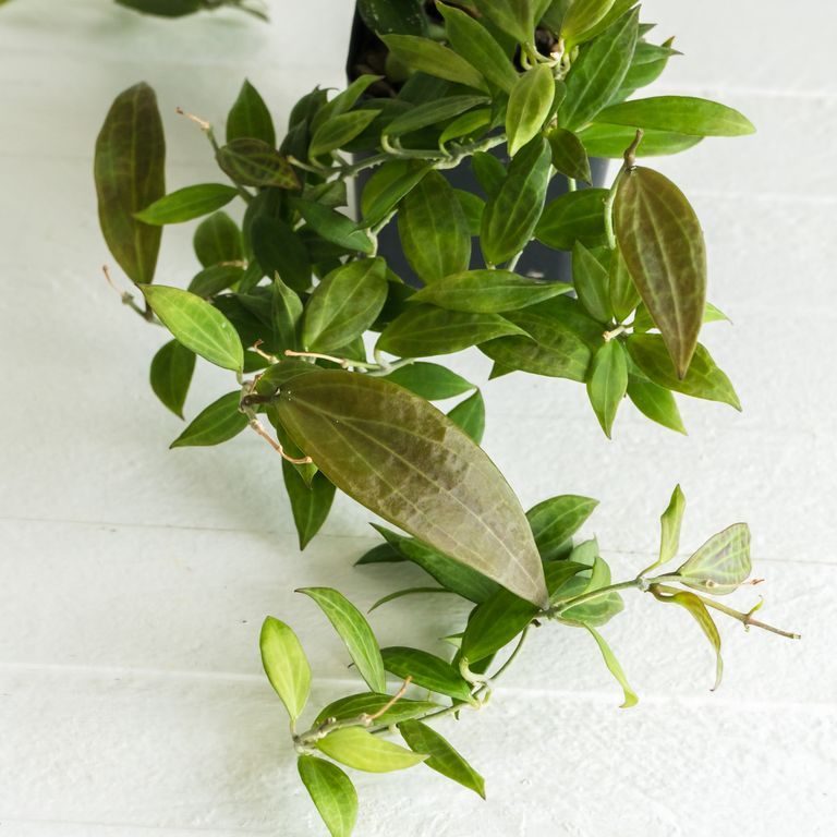 Dense trailing vine with many small pointed green and bronze-toned leaves.
