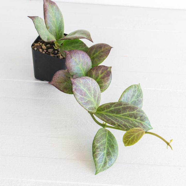 Trailing potted plant with silver, green and purplish oval leaves.