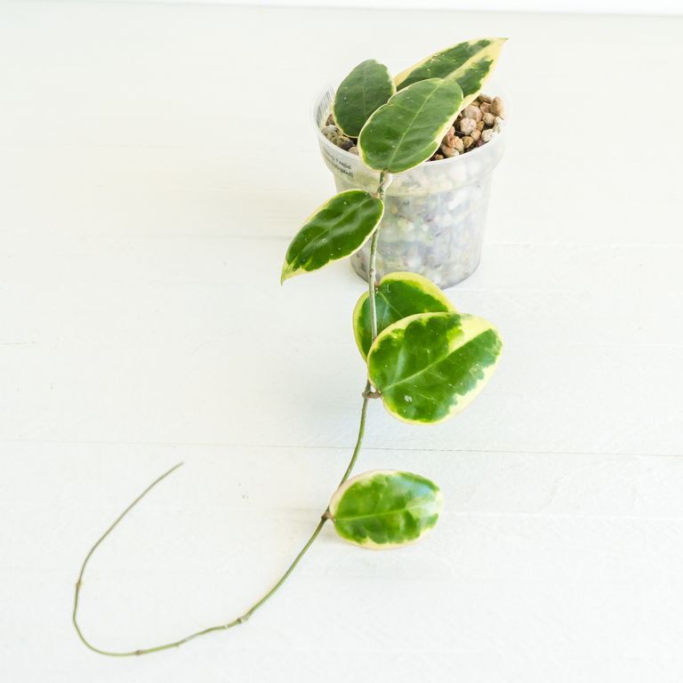 Trailing potted plant with small green leaves edged pale yellow.