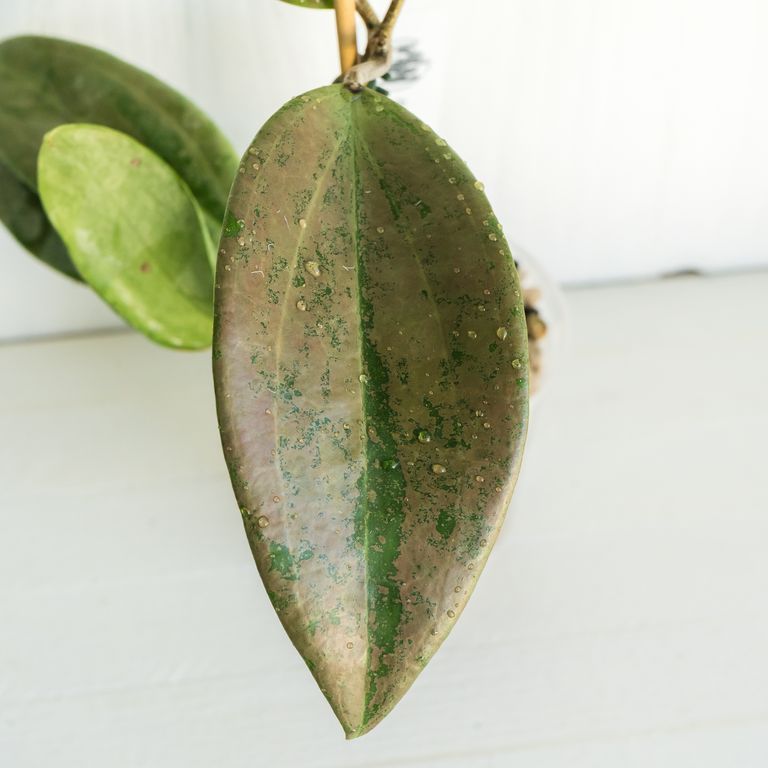 Oval leaf with green and pink-brown mottling and water droplets.