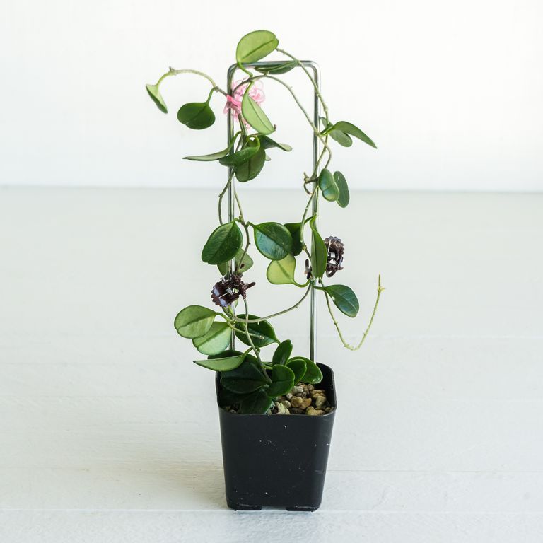 Potted vine with rounded green leaves and partly visible pink flowers.