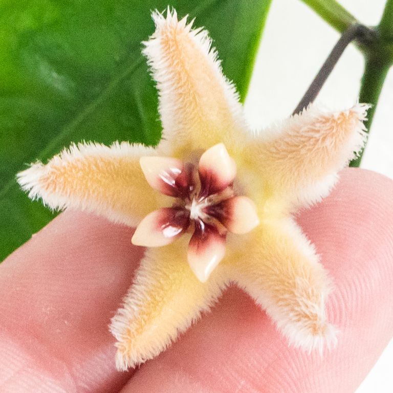 Pale yellow fuzzy five-pointed Hoya flower with a dark red center held in a hand.