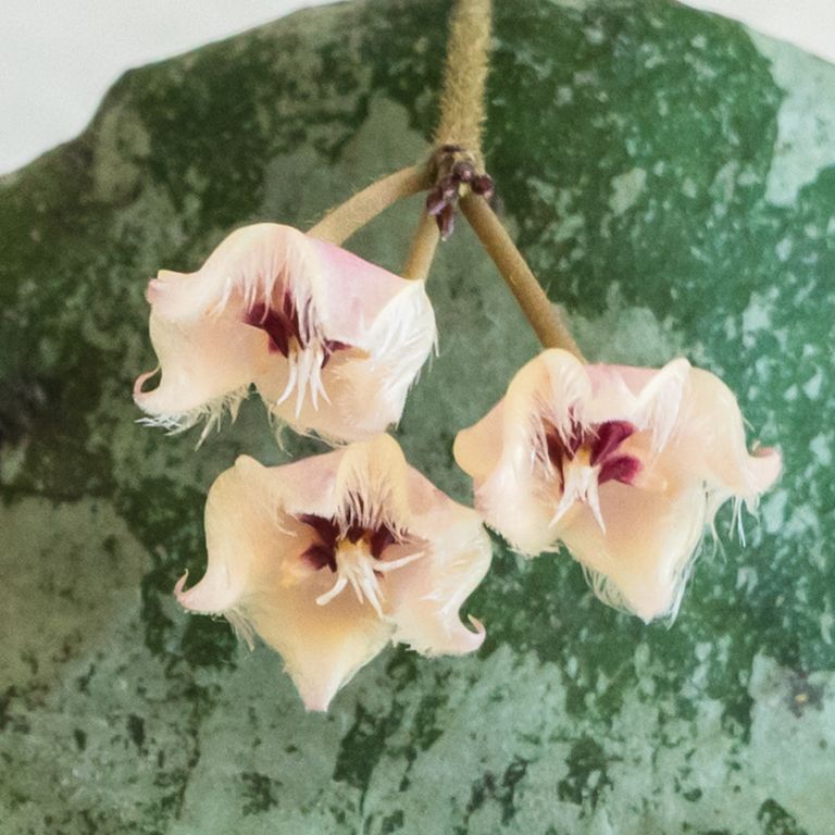 Three pale peach and cream fringed Hoya flowers over a mottled green leaf.