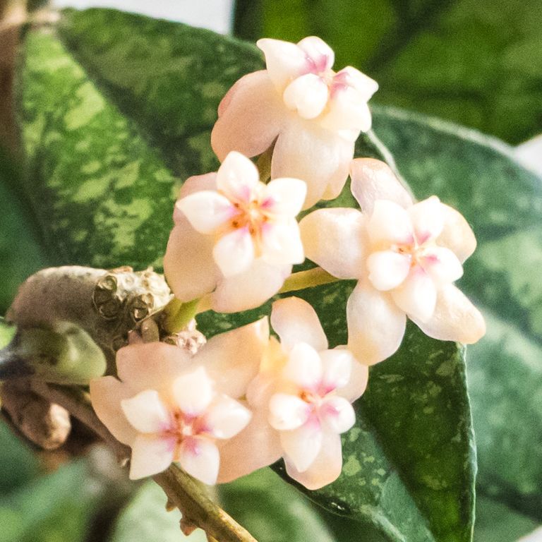 Pale cream and pink Hoya flowers in front of a splash-marked green leaf.