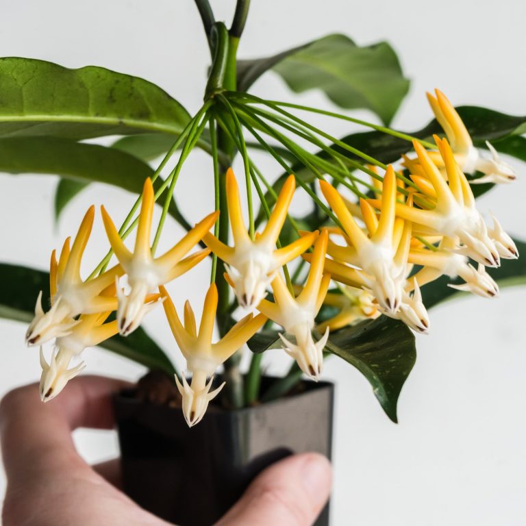 Hoya multiflora