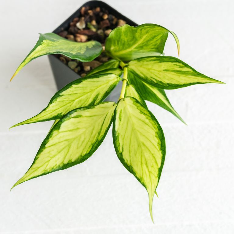 Pointed Hoya leaves with pale yellow-green centers and dark green margins.
