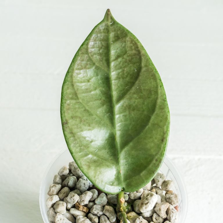 Grower labeled: Hoya Lai Chau Silver