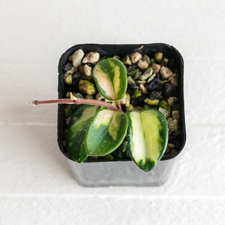 Grower identified: Hoya ‘Mathilde’ inner variegated
