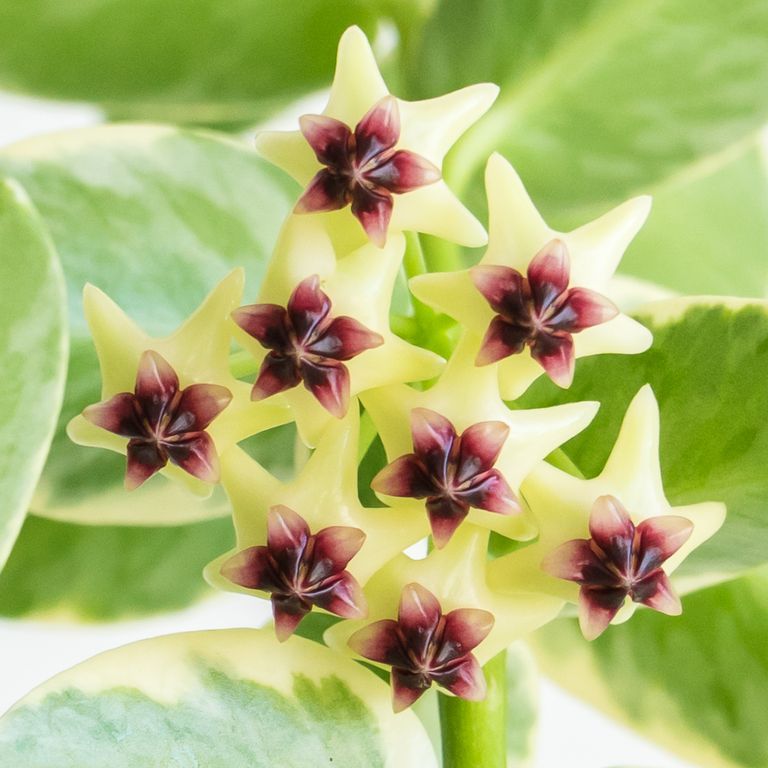 Grower labeled: Hoya cumingiana albo