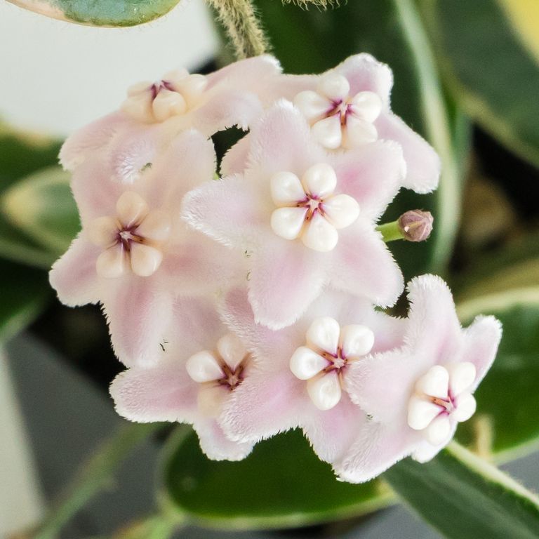 Grower labeled: Hoya lyi ‘Prism’