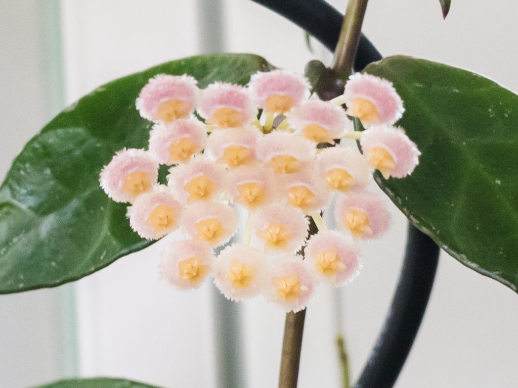 Umbel of small fuzzy pale pink Hoya flowers with yellow centers against green leaves.