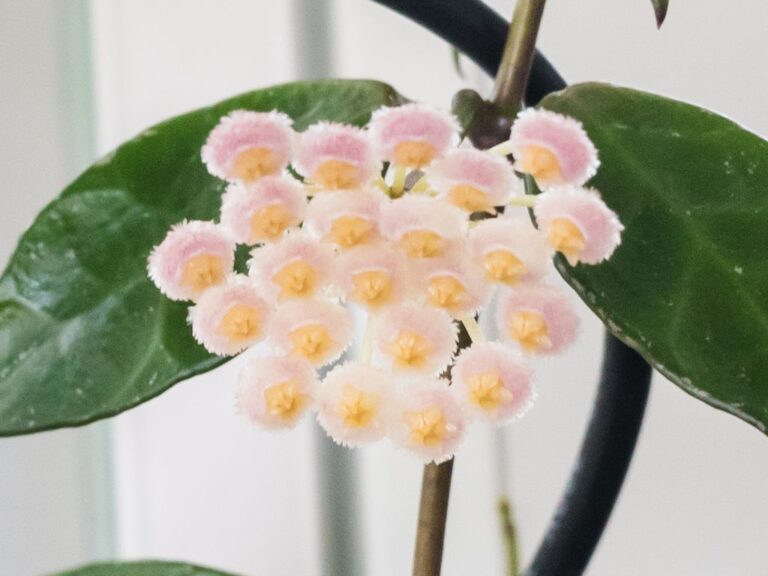 Hoya — Rebecca