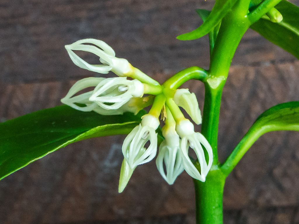 Several pale greenish white narrow-lobed Hoya flowers beside a green stem.