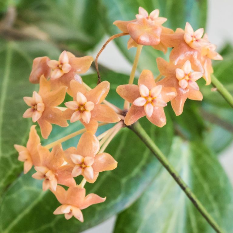 Cluster of peach-orange Hoya flowers with pale raised centers.