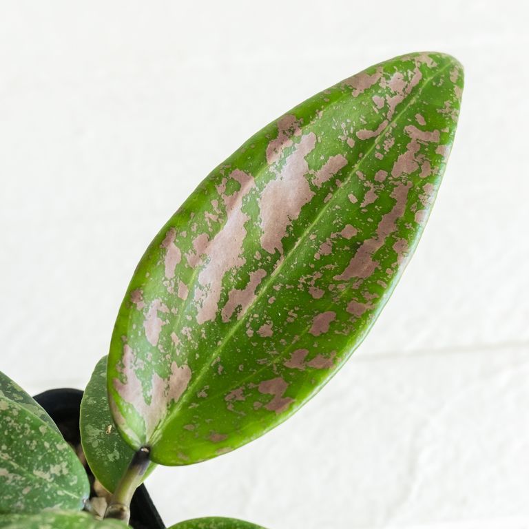 Long green leaf with irregular pink and pale mottling.