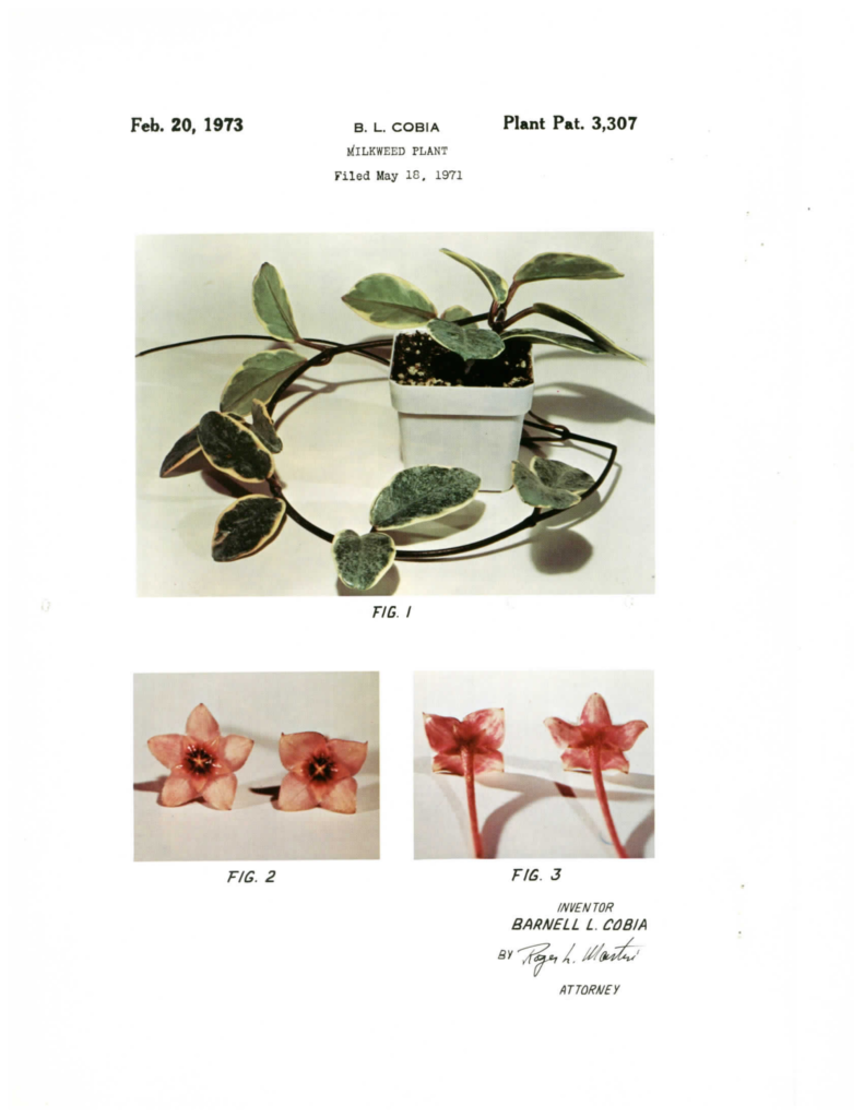Complete 1973 patent sheet showing the historical Argentea Picta plant and two flower views.