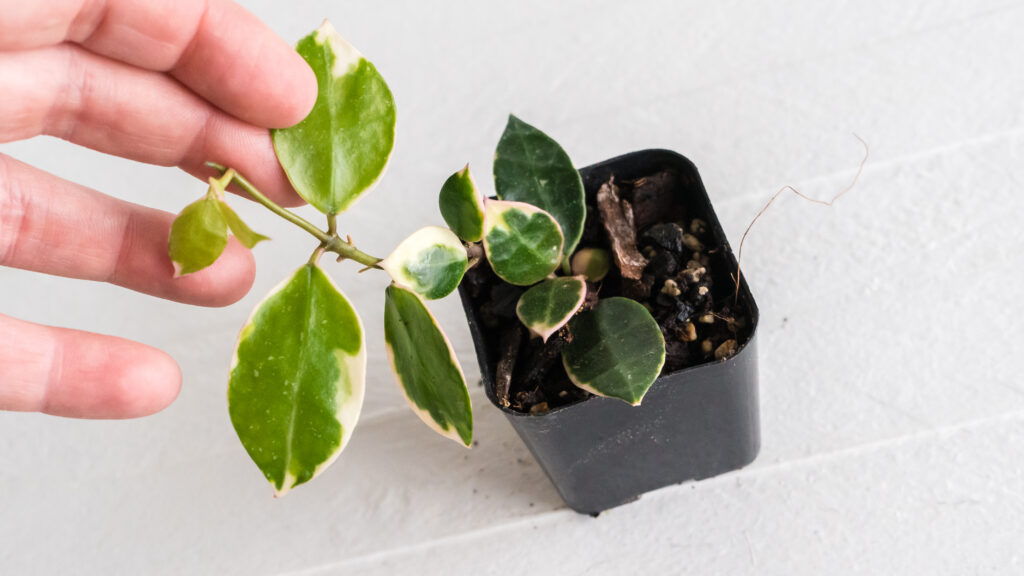 Asami clone 1 cutting, identified by Rebecca Baron, with green-centred, pale-edged leaves and some pink colouring.