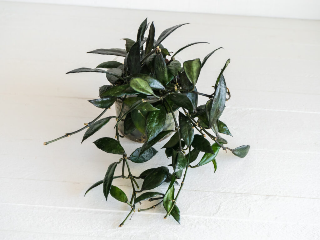 Trailing Hoya labelled Black Queen with dark pointed leaves.