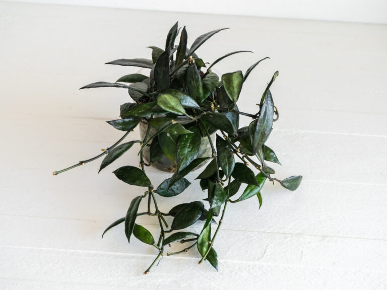 Hoya lacunosa — Black Queen