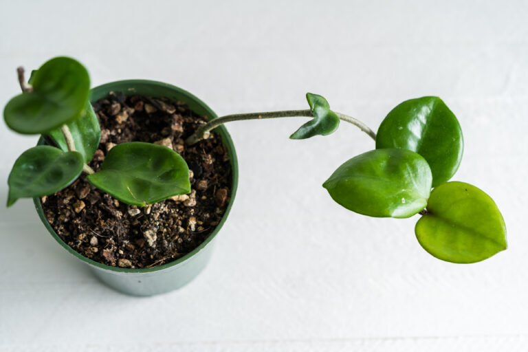 Top view of green Chelsea leaves with cupped surfaces and paired dimples beside the midrib.