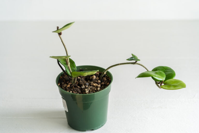 Side view of a potted Chelsea plant showing cupped green leaves and vining stems.