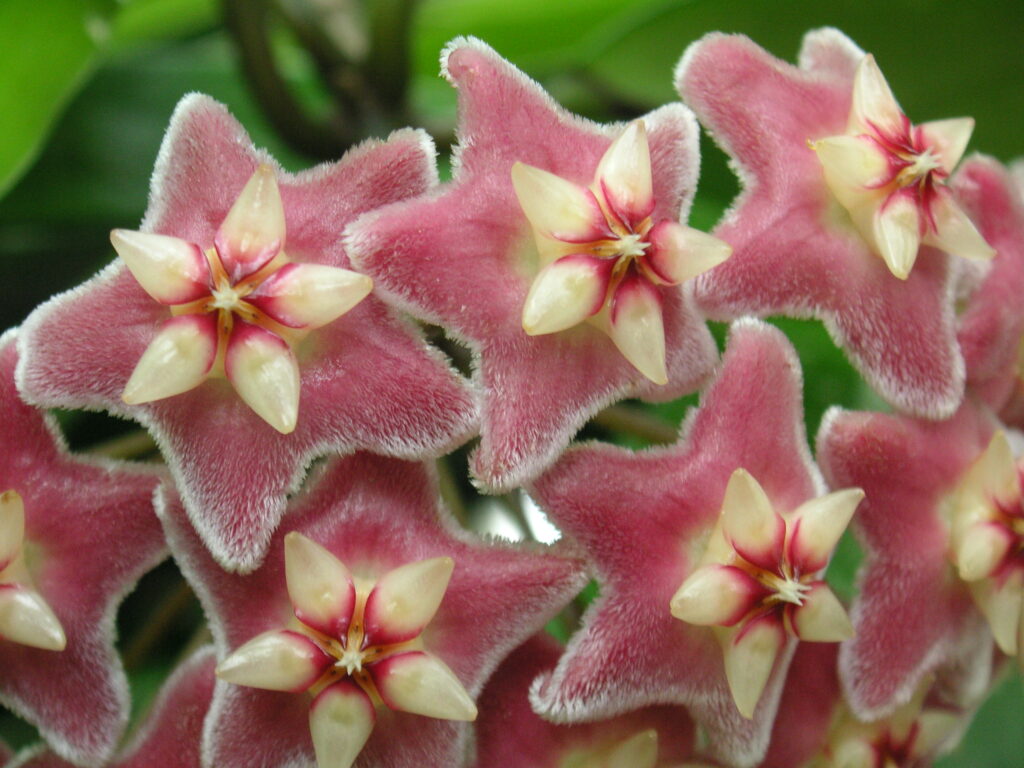 Close-up of pink, hairy, star-shaped flowers with cream central stars and red markings.