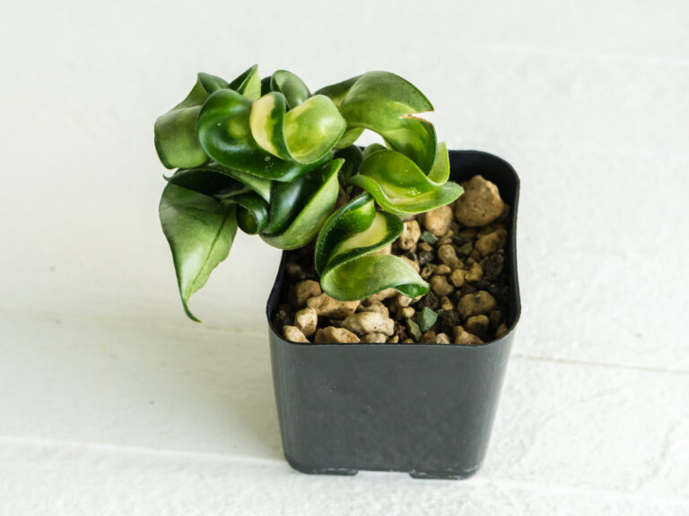 Compacta Mauna Loa labelled plant with tightly folded leaves, green margins and pale central variegation.