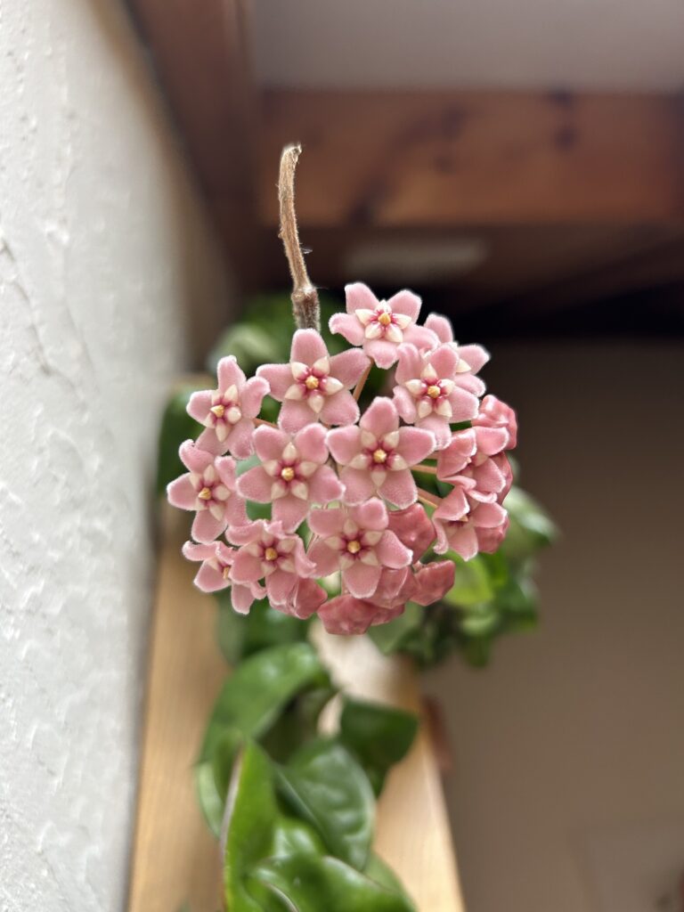 A rounded cluster of pink five-pointed flowers above folded green Compacta leaves.