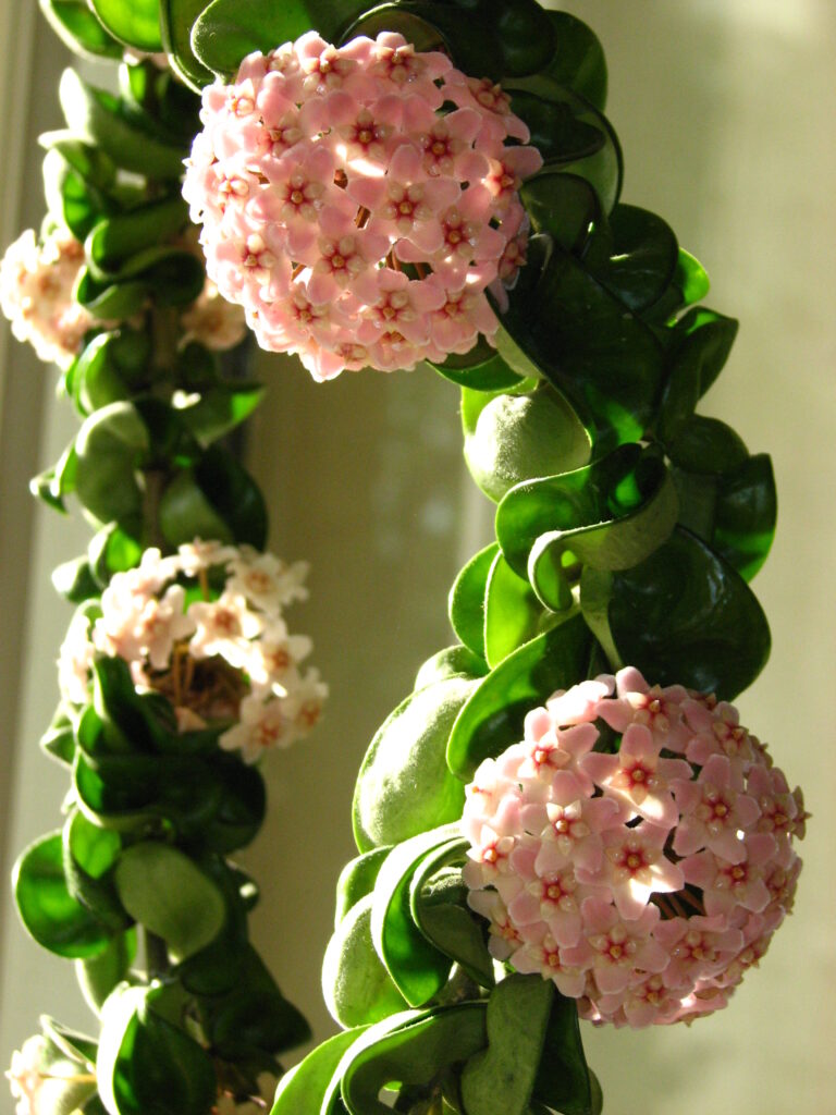Folded green Compacta leaves beside rounded pink flower clusters.