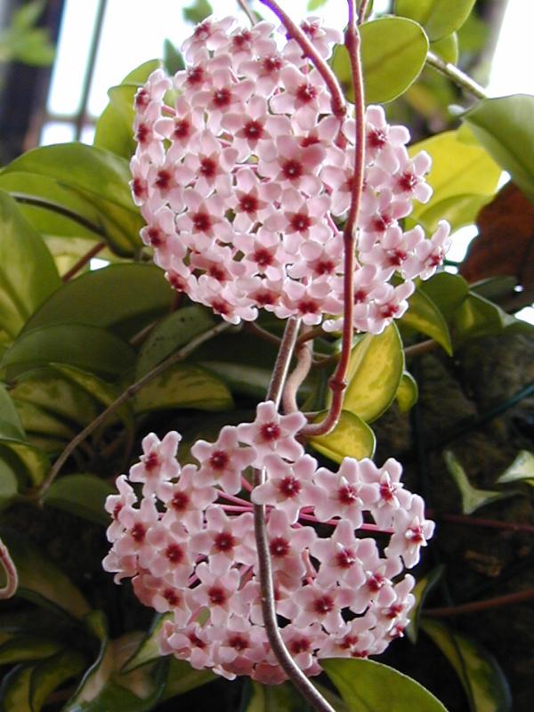 Two clusters of pale pink flowers with darker centres and variegated leaves on a plant identified by its source as Exotica.