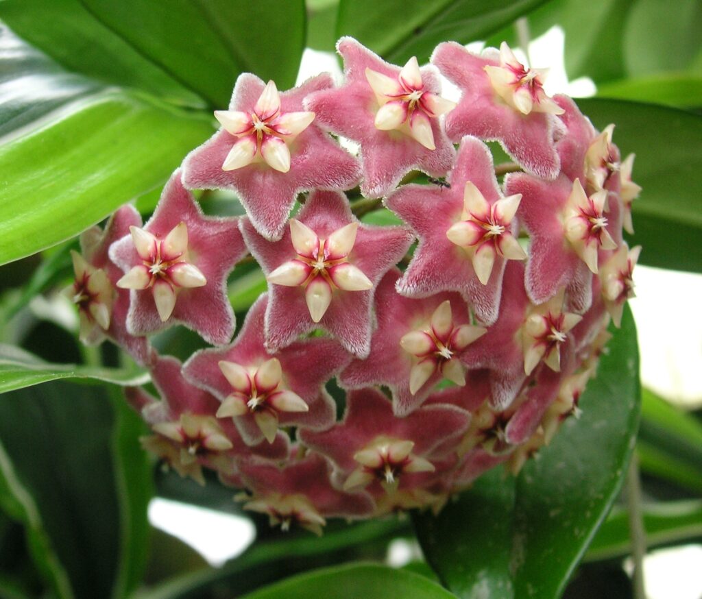 Rounded cluster of pink, hairy, star-shaped flowers with cream centres among green leaves.