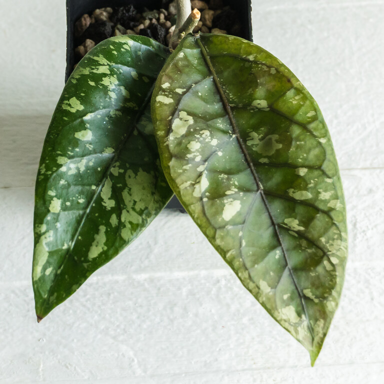 Two large oval green Hoya leaves with irregular silver splash and pronounced reddish central veins.