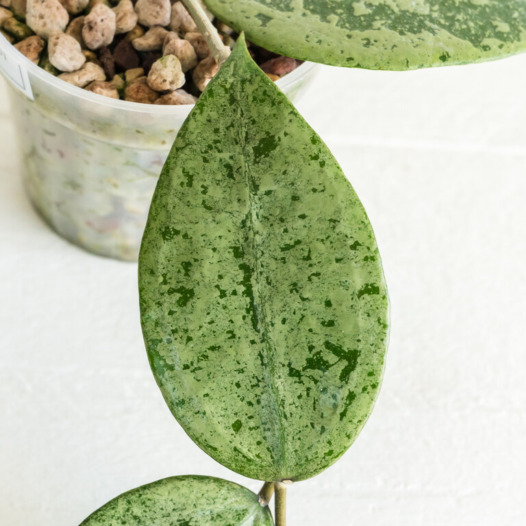 Large oval Hoya leaf with a pale silver-green surface densely mottled in dark green.