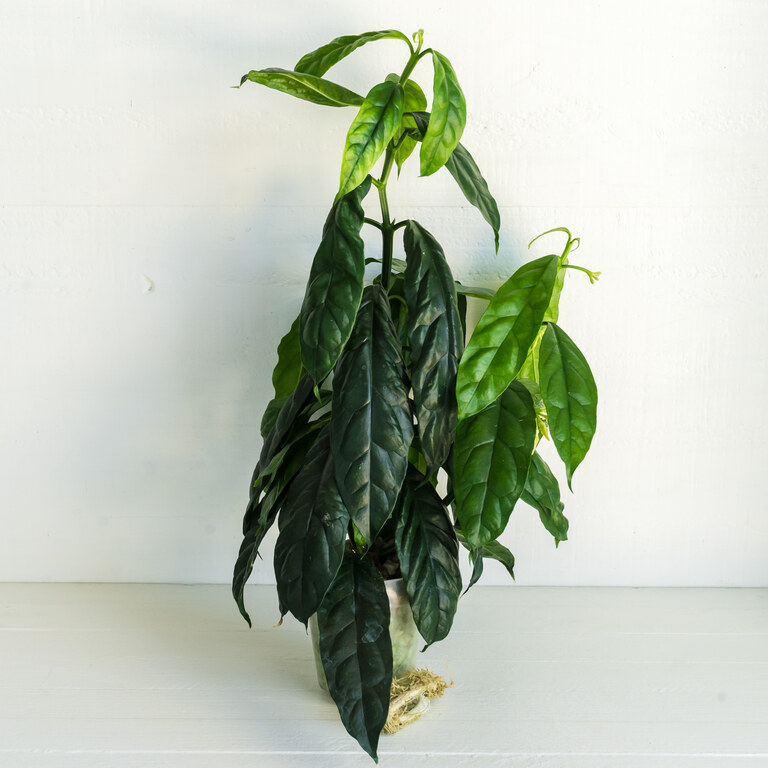 Small potted Hoya with long narrow leaves, dark impressed veins and lighter green new growth.