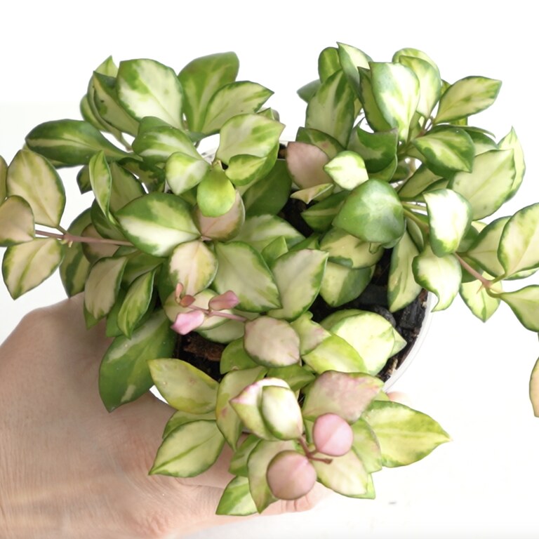 Hand holding a compact trailing Hoya with small cream-and-green variegated leaves and pink-toned new growth.