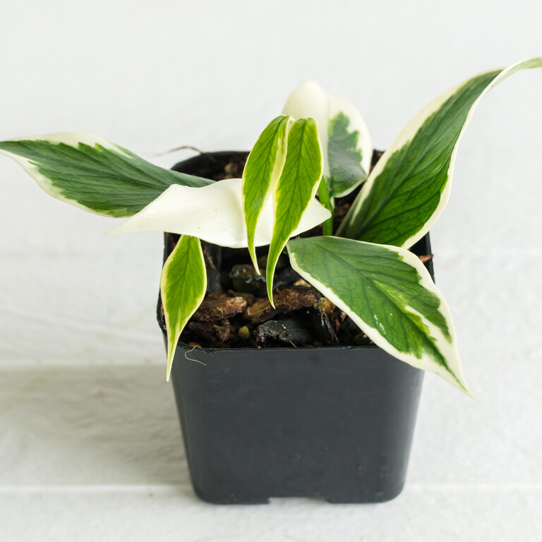 Small black-potted Hoya with narrow green leaves broadly margined and sectorally marked in cream white.