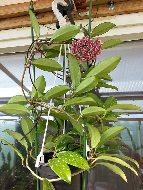 A twining plant in a hanging basket with green leaves, some silver markings and a pink flower cluster.