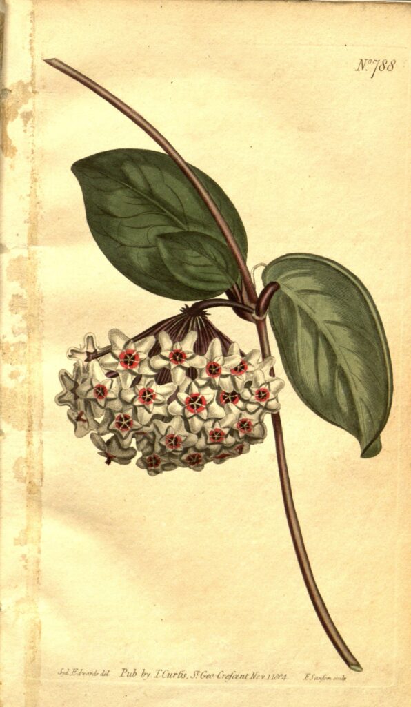 Historical botanical illustration of oval leaves and a hanging cluster of pale flowers with red centres.